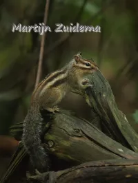 Siberische grondeekhoorn [Tamias sibiricus]
